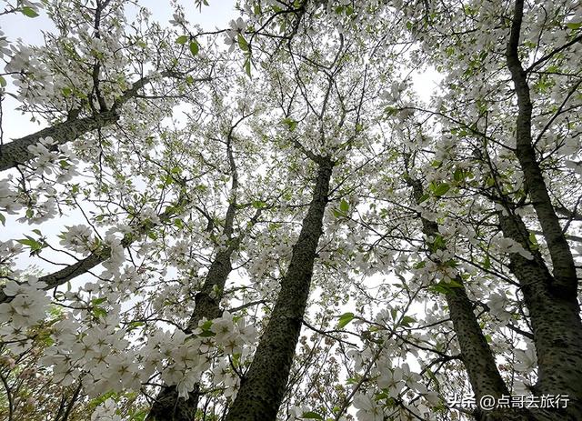 成都城区最大规模白樱花开了，满树繁华，超级壮观，还免费！