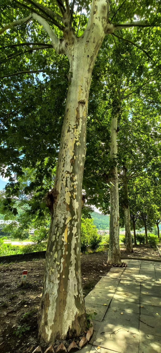 蜀道记行‖从藏在深山的觉苑寺到香火鼎盛的七曲山
