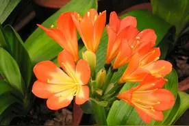 4种花是个“醋罐子”，15天“洗个澡”，不黄叶生虫，花朵嗖嗖冒图片
