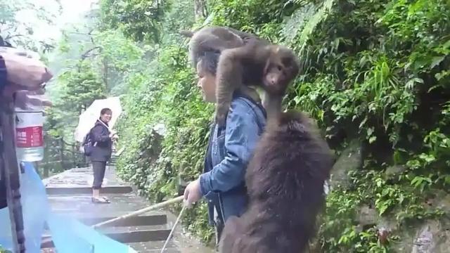 伤害1只也不行!2024年女游客徒步比赛被抓咬,十余只持续3分钟