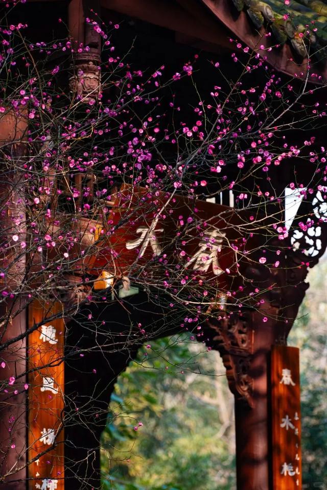 满屏梅花🤩不用怀疑！你期盼的春天提前来了！