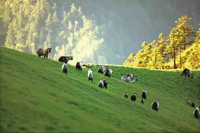 露思，青川除了葛根茶和山珍，还有超多美景，避暑纳凉，我在青川等你~