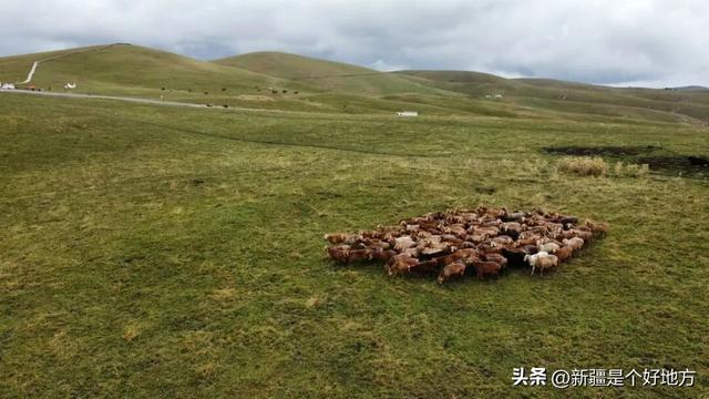 一文讲清，伊犁8个草原现在景色怎么样？