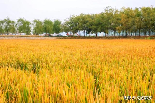 解锁「美拉德」色系！东平的秋天是懂氛围感的，朋友圈晒这些图绝对赢麻！