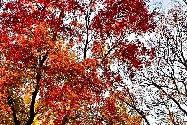 父母在人生尚有来处，父母去人生只剩归途。读懂这句话，需要多久