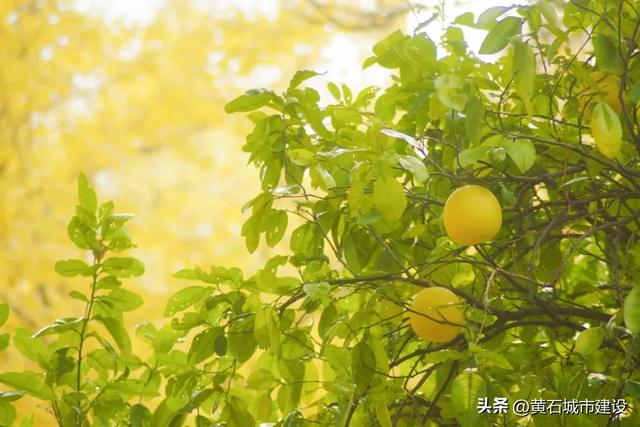 老街温情 都在黄石这条黄金步道里