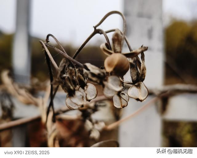 我家狗吃屎那天我的影像记录中