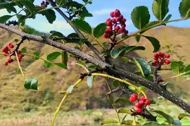 花椒什么时候采收，才会椒果多，香气足，麻味浓？牢记2特征图片
