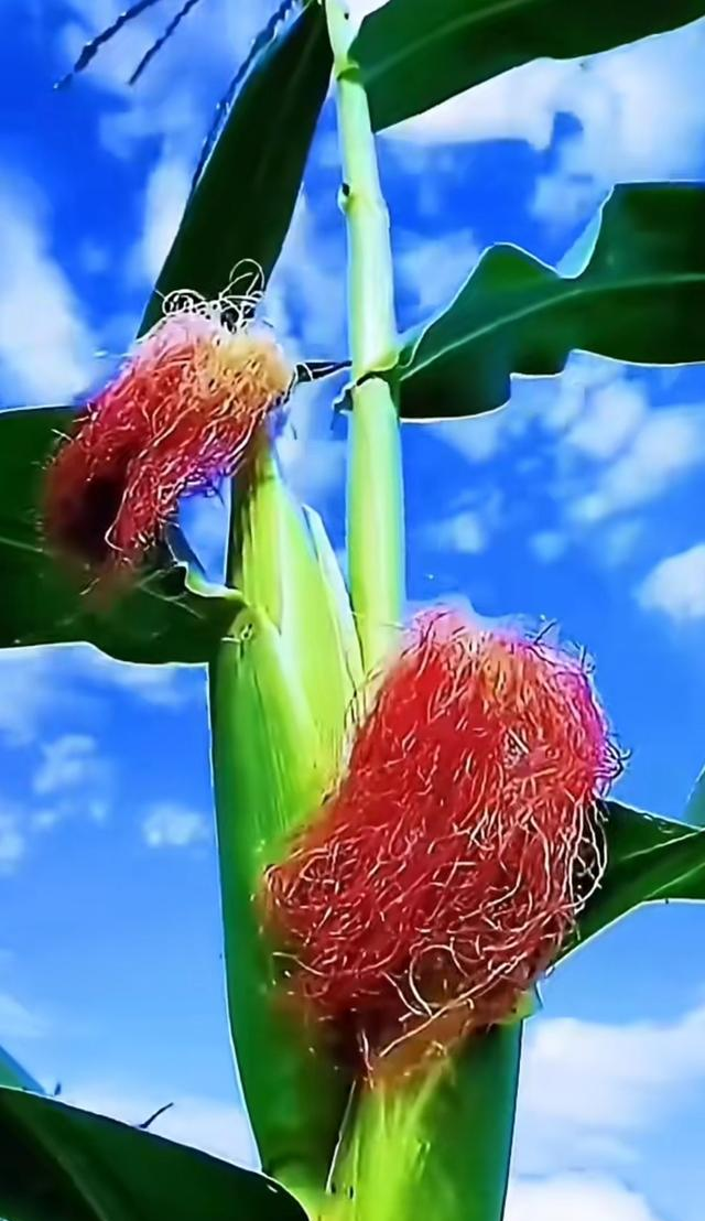 激发女人“兽性”！让她主动的三狠招，男人必学