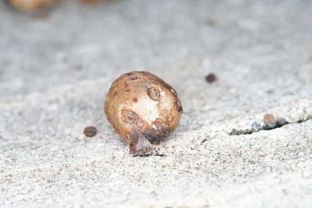 秋天不这样玩一遭，白来人间一整年