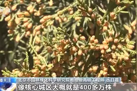 过敏星人有救了！解决天坛柏树“冒烟”的法子找到了图片