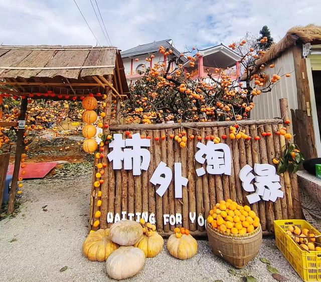 桂林：不入柿园，怎知秋色几许！