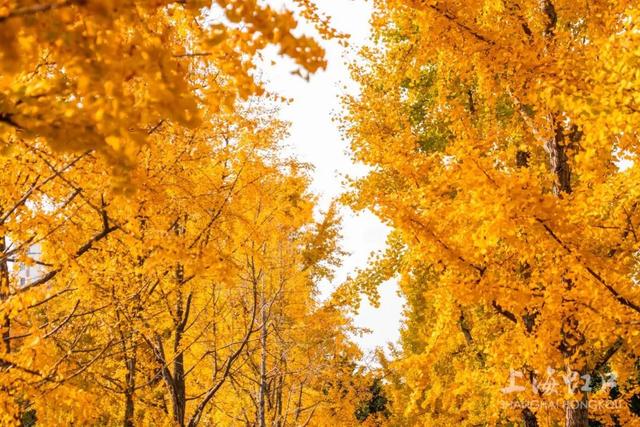 300岁古银杏披上“黄金甲”，“落叶不扫”打造金色打卡点