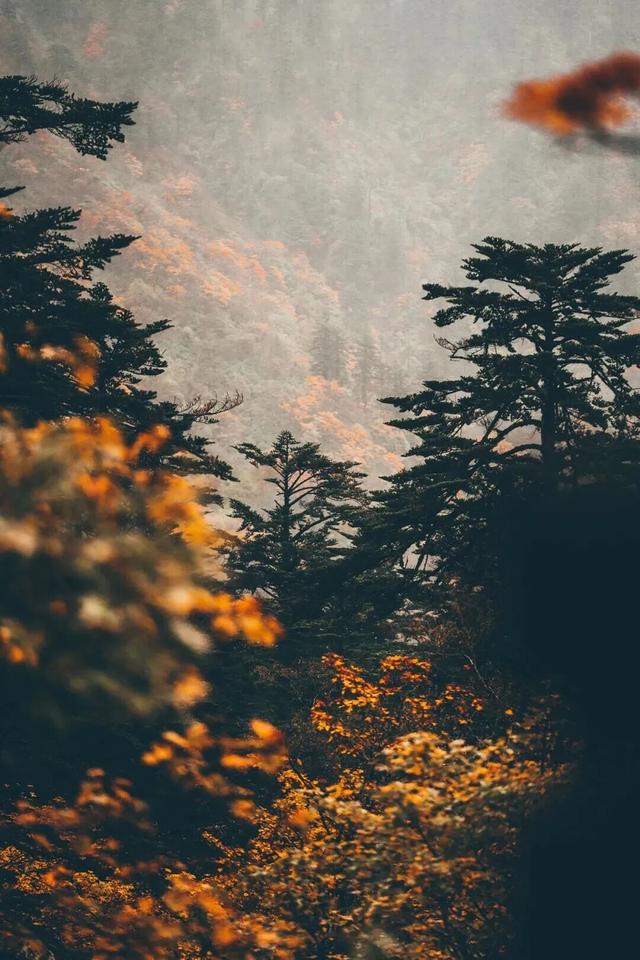 四川人盼初雪的心情谁懂！