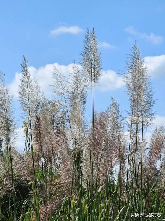 注意！这不是油画，而是成都的彩色秋天！