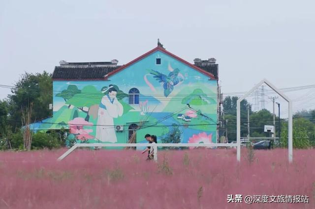 太粉了！太美了！苏州秋日的限定浪漫，是这片“粉色云雾”给的~