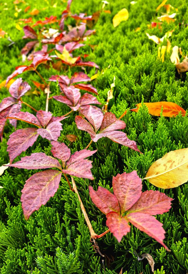 浞景无边，快乐亦无边~