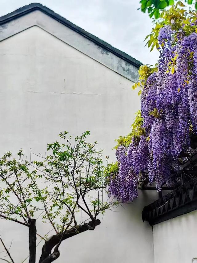 看完滇超游昆明，5个人少景美超出片的小众赏花地