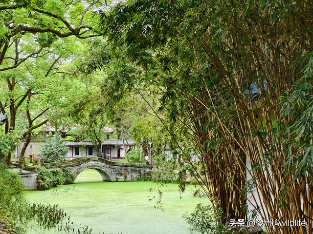 成都古镇（15）郫县唐昌古镇崇宁公园·大椿巷