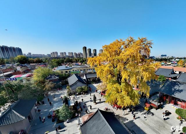 满树金黄！青岛这棵千年银杏已进入最佳观赏期