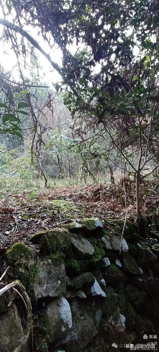 探秘楠溪江源头之三——初探这片鲜为人知的原始森林