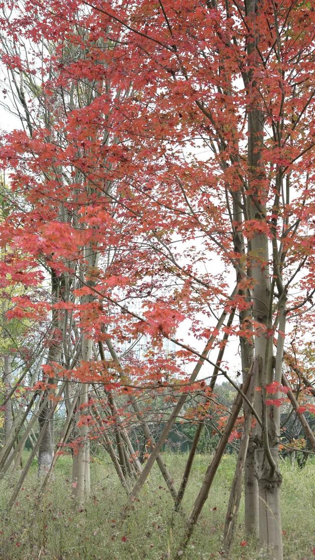 在眉山天府新区，遇见五彩斑斓的初冬！
