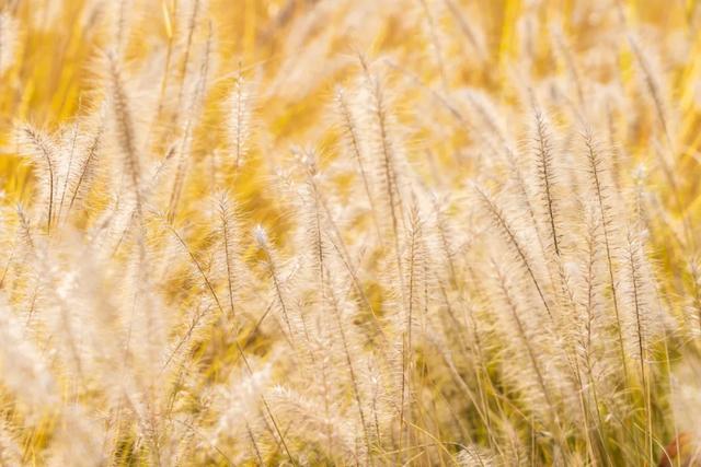 收藏一个秋天，石景山绝美秋色大公开