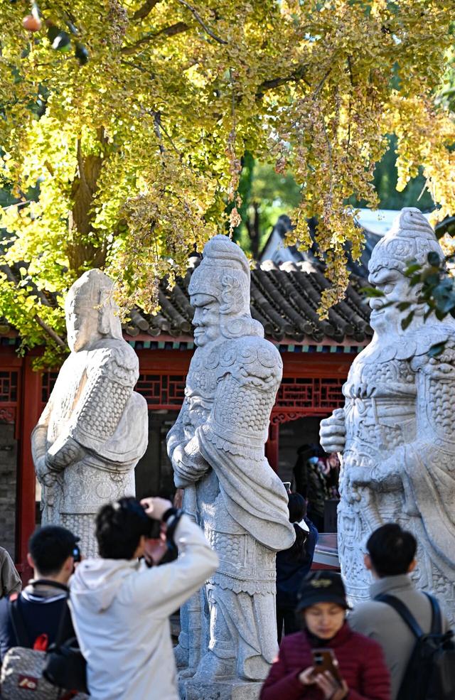 博物馆秋之旅 | 银杏映古塔，北京石刻艺术博物馆邀您秋日限定打卡