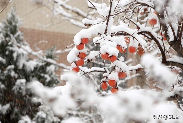 今日11点50分霜降，老人说“上午霜降冷到哭”，今年冬天很冷吗？
