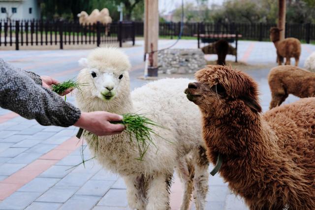天津光合谷度假区，从萌宠互动到魔幻世界，京津冀亲子游新地标