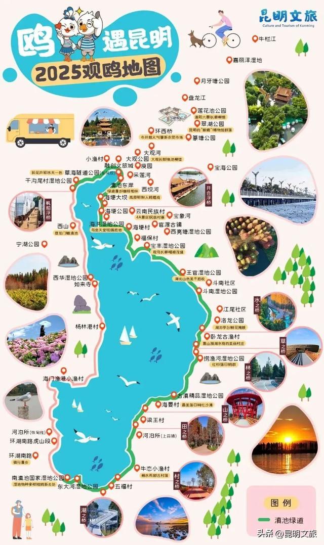 来啦来啦~红嘴鸥来大观公园啦！赏菊观鸥的快乐开始了🥰