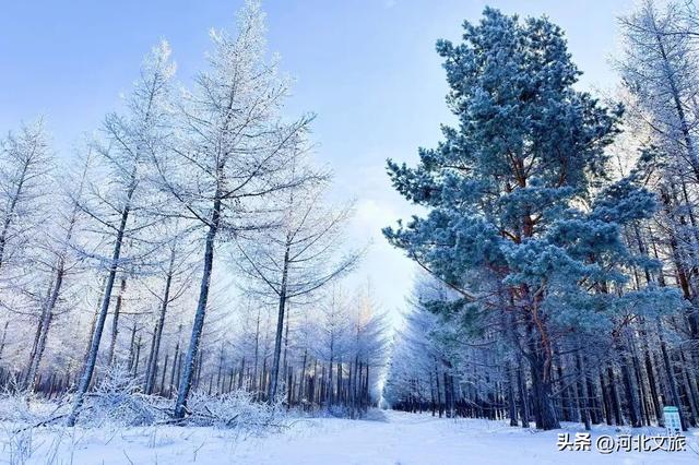 御道口草原森林风景区：草原换银装，森林藏冬韵！