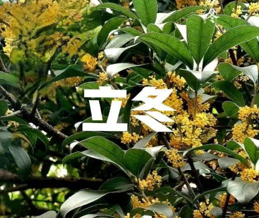 “白天立冬，穿单衣；晚上立冬冻死牛”，今年立冬在几点？