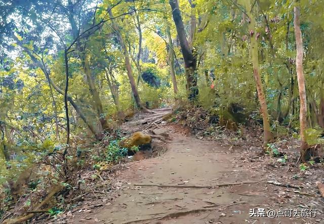 成都彭州的魔幻彩林，都不要门票！壮观、唯美、浪漫，无不惊艳！