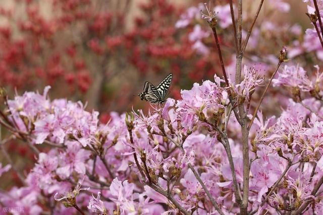 满山遍野的映山红