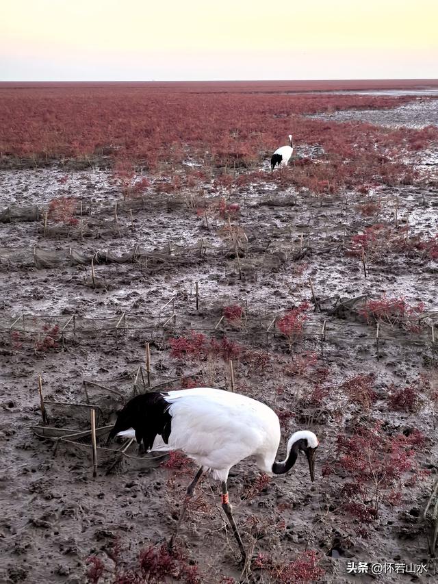 2025辽宁赏秋之旅日记(6)——到辽河口中国最北海岸线看日出 观鸟