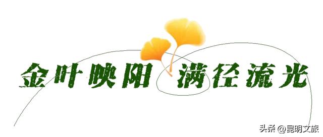昆明冬日限定的金色浪漫，已加载完成！就藏在昆明这条街……