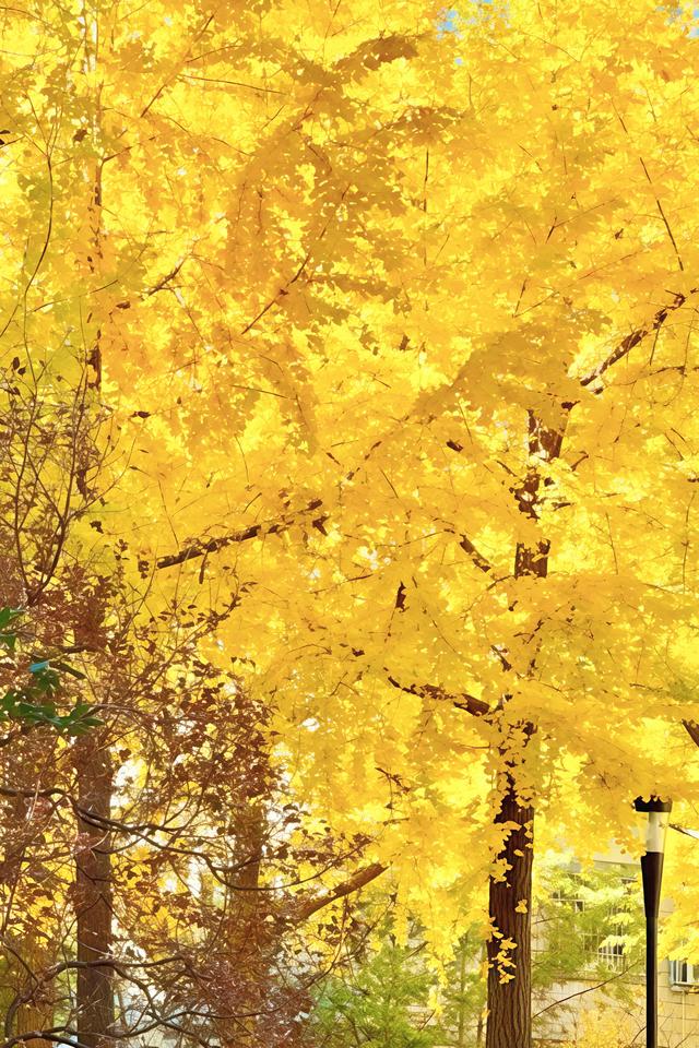 北京的银杏真的杀疯了！超美银杏瀑布，惊呆了整个秋天！
