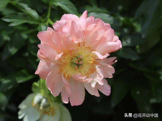 芍药菏泽，延续“甲天下”最美芳华