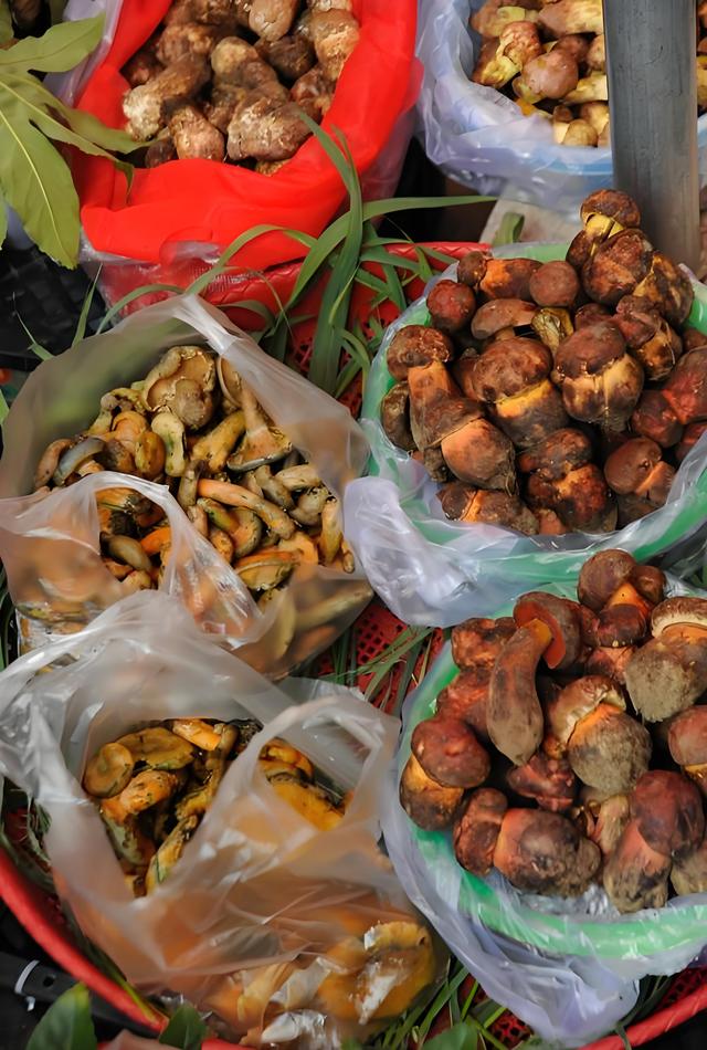 踏迹寻音：每年大理学生给我快递野生菌，原来和徐霞客大有关系
