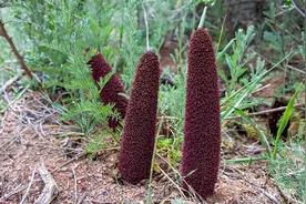 肾精亏虚，早早了事？张仲景传世名方，轻松缓解！图片