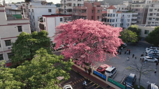 龙岗秋冬浪漫打卡指南来了！瀑布花海、空中花路…这份粉色攻略快收好！