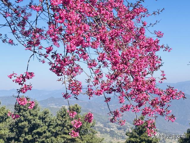 当冬樱遇上茶园！楚雄双柏白竹山粉绿秘境美成诗~