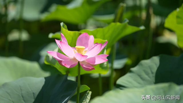 河北承德：盛夏时节荷花绽放 避暑山庄游人如织