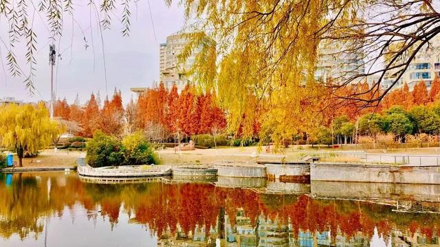 冬意盎然！锦阳河畔垂柳披“金”，绘成冬日美丽画卷！