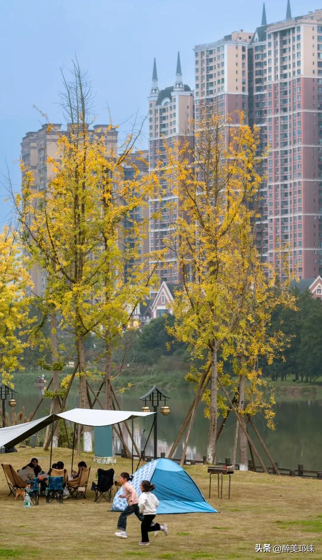 临邛古城银杏季，从浅黄到满树的鎏金，阳光温柔绵长