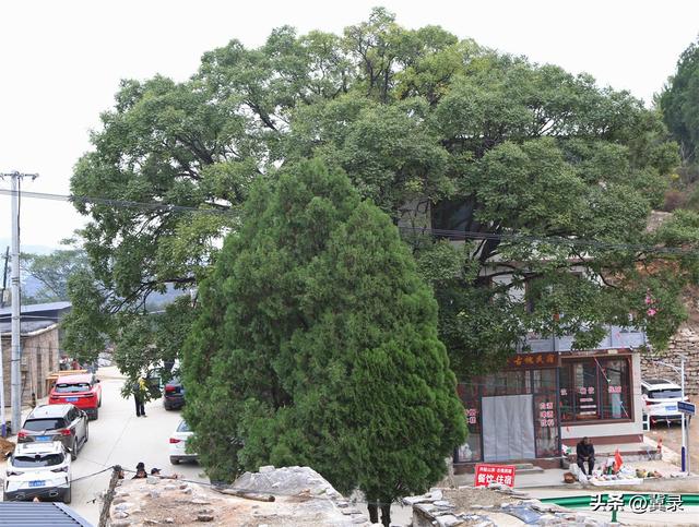 石家庄井陉：松树岭赏秋观红叶，漫山红遍层林尽染