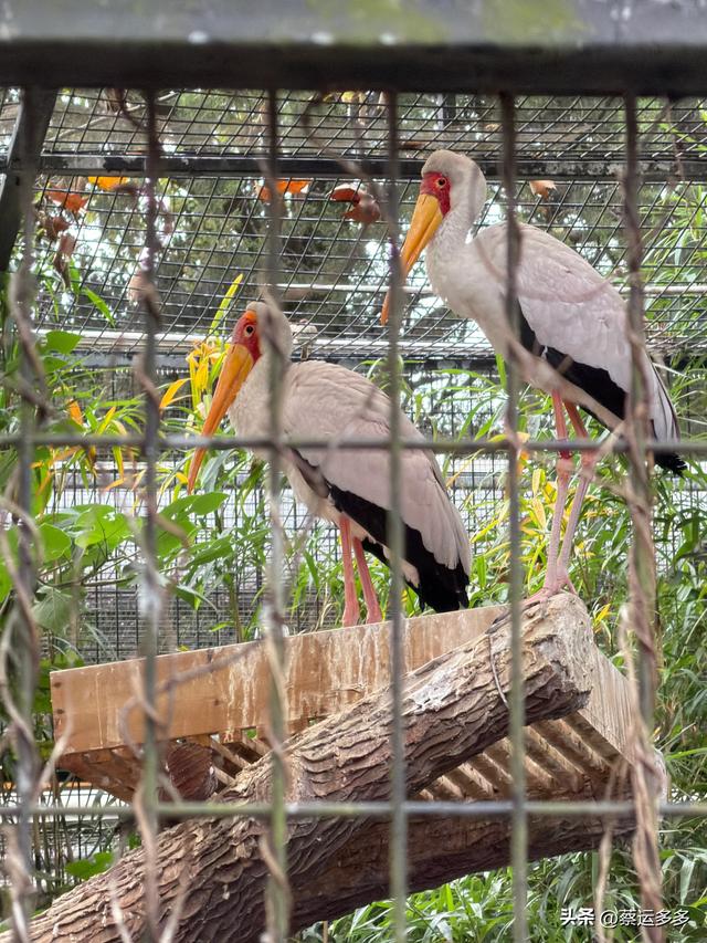 上海动物园的高颜值图鉴