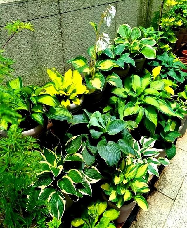 “阴花不能进阳宅”。家里若有这5种花，请赶紧“搬出去”！