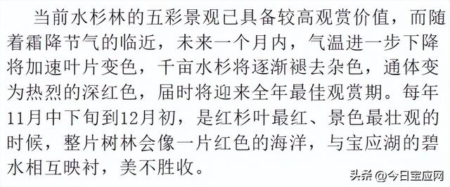 宝应水杉林即将进入最美红叶期
